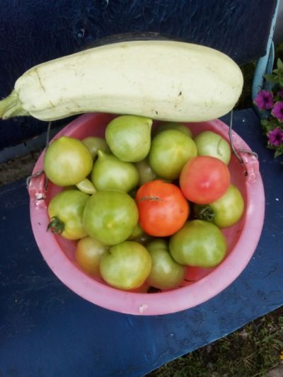 Лот: 14421530. Фото: 1. Помидоры зеленые. Овощи, фрукты, зелень