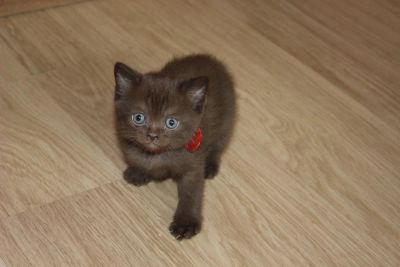 Лот: 9795263. Фото: 1. котенок шоколадка. Кошки, котята