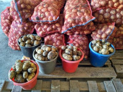 Лот: 8130974. Фото: 1. Картофель деревенский урожая 2016... Картофель