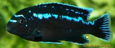 Лот: 7634382. Фото: 1. Малави-Меланохромис интерруптус. Рыбки