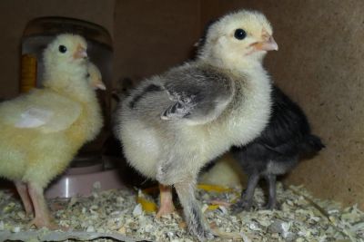 Лот: 3807934. Фото: 1. продам цыплят мясо-яичной породы... Птицы