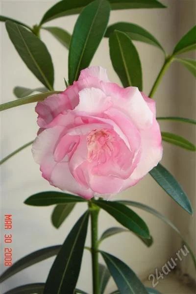 Лот: 1479013. Фото: 1. Цветок nerium oleander la aitana... Горшечные растения и комнатные цветы