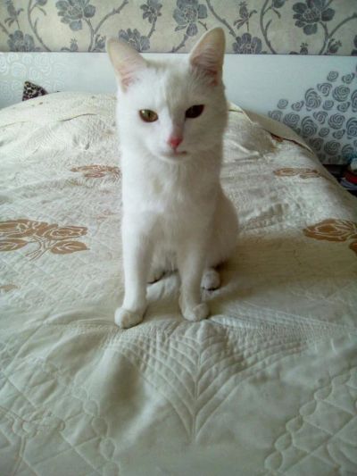 Лот: 11204335. Фото: 1. кот-мышелов ищет дом. Кошки, котята