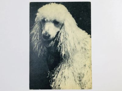 Лот: 23296546. Фото: 1. Пудель. Открытка. 1969. Открытки, конверты