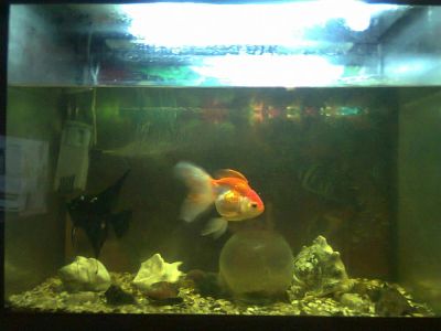 Лот: 3393969. Фото: 1. Продам большой аквариум с тумбой... Аквариумы, террариумы