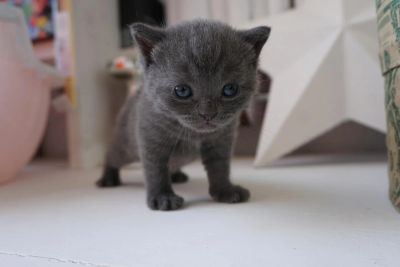 Лот: 7666217. Фото: 1. Шотландские котята Срочно. Кошки, котята