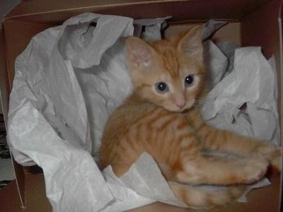 Лот: 4869245. Фото: 1. рыжий котенок мальчик в добрые... Кошки, котята