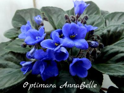 Лот: 5209467. Фото: 1. Фиалка сортовая Optimara Annabelle... Горшечные растения и комнатные цветы
