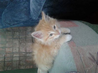 Лот: 1126689. Фото: 1. Кошку в хорошие руки. Остальные животные