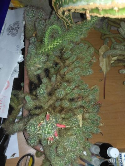 Лот: 8965385. Фото: 1. Отдам кактусы. Горшечные растения и комнатные цветы