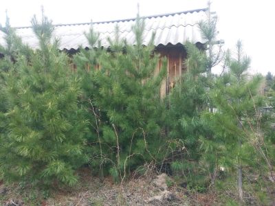 Лот: 9758737. Фото: 1. Дерево (Кедр). Другое (семена, рассада, садовые растения)