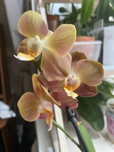 Лот: 19973212. Фото: 1. Орхидея фаленопсис Монако, цветет. Горшечные растения и комнатные цветы