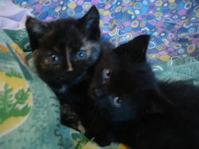 Лот: 4496342. Фото: 1. Два комочка счастья. Кошки, котята