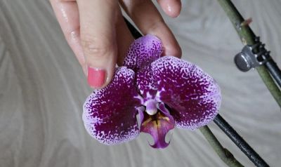 Лот: 5385382. Фото: 1. Орхидея Phalaenopsis 2 стрелы... Горшечные растения и комнатные цветы
