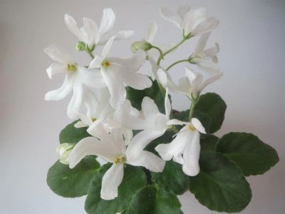 Лот: 1314995. Фото: 1. Лист сортовой фиалки "Lunar Lily... Горшечные растения и комнатные цветы