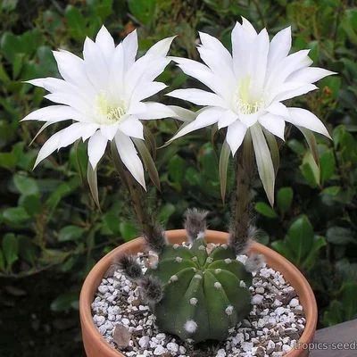 Лот: 18232654. Фото: 1. Эхинопсис полуобнаженный (Echinopsis... Горшечные растения и комнатные цветы