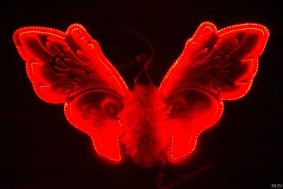 Лот: 13747529. Фото: 1. Светодиодные крылья бабочки для... Взрослые карнавальные костюмы