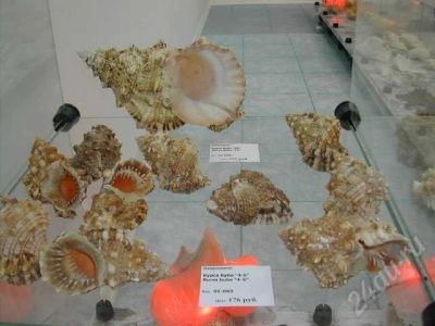 Лот: 345393. Фото: 1. Раковина бурса бубо или обмен. Другое (сувениры, подарки)