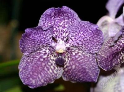 Лот: 1162877. Фото: 1. V. Odgen Phipps x V. coerulea. Горшечные растения и комнатные цветы