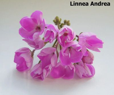 Лот: 12085906. Фото: 1. Пеларгония зональная " linnea... Горшечные растения и комнатные цветы