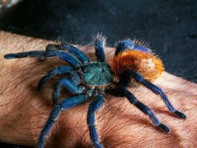 Лот: 6776375. Фото: 1. Chromatopelma cyaneopubescens... Остальные животные