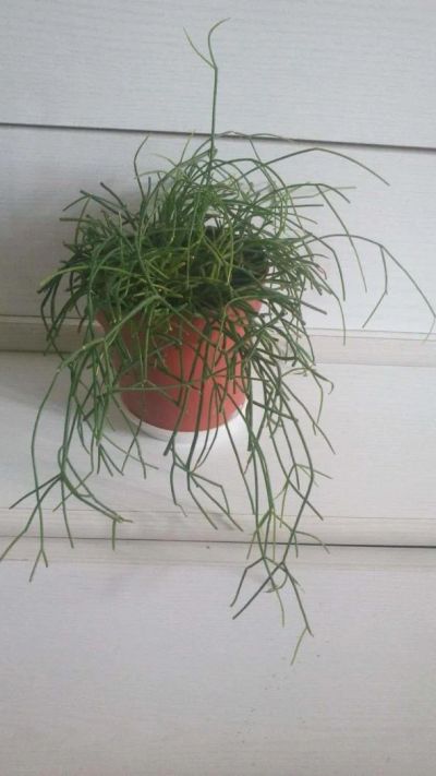 Лот: 9827965. Фото: 1. Рипсалис волосовидный (Rhipsalis... Горшечные растения и комнатные цветы