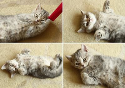 Лот: 3109801. Фото: 1. Шотландские котята (шотландцы... Кошки, котята