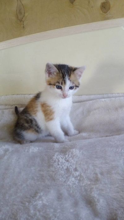 Лот: 12427704. Фото: 1. Отдам кошечку. Кошки, котята