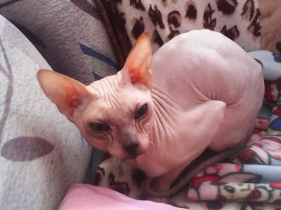 Лот: 4668838. Фото: 1. Продам Кота Сфинкса. Кошки, котята