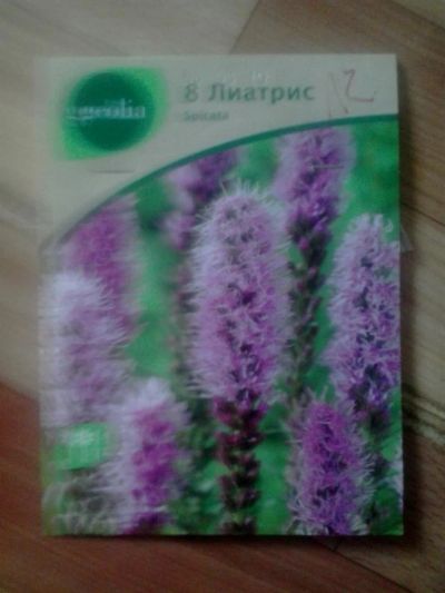 Лот: 4007635. Фото: 1. Продам лиатрис розовый. Другое (семена, рассада, садовые растения)