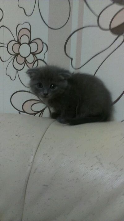 Лот: 8932485. Фото: 1. Шотландская вислоухая. Кошки, котята