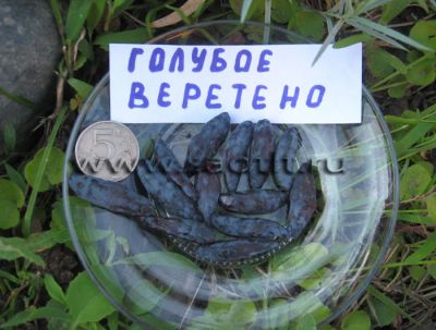 Лот: 7583531. Фото: 1. Саженец жимолости "Голубое веретено... Другое (семена, рассада, садовые растения)