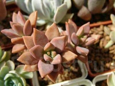 Лот: 14616984. Фото: 1. Graptoveria gilva. Горшечные растения и комнатные цветы