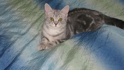 Лот: 3787453. Фото: 1. Британская кошечка) Хороший подарок... Кошки, котята