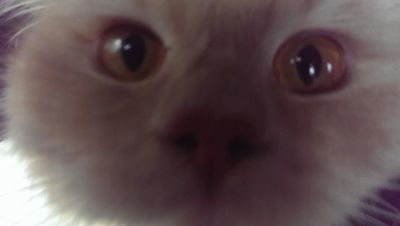 Лот: 5404515. Фото: 1. Кот. Кошки, котята