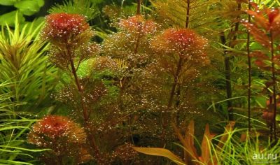 Лот: 15559326. Фото: 1. Кабомба фурката (Cabomba Furcata... Водные растения