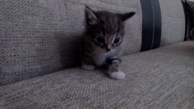 Лот: 5819959. Фото: 1. котик 1 месяц. Кошки, котята