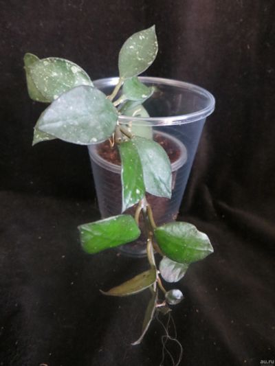 Лот: 13627901. Фото: 1. Хойя Hoya sp. EPC-876, SR-2010-049... Горшечные растения и комнатные цветы