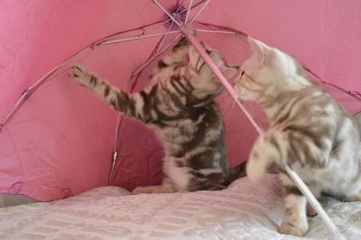 Лот: 5343502. Фото: 1. Шотландские котята. Кошки, котята