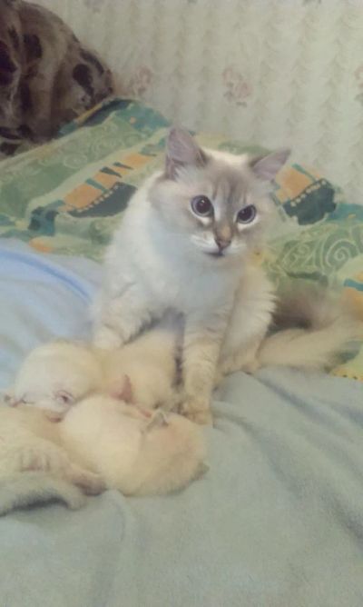 Лот: 6579257. Фото: 1. Котята невские-маскарадные. Кошки, котята