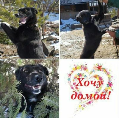 Лот: 9758480. Фото: 1. Чудо собака. Собаки, щенки