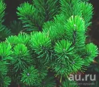 Лот: 12989608. Фото: 1. Иван-чай с пихтой. Чай, кофе, какао