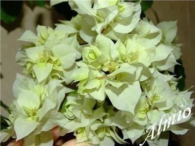 Лот: 1694245. Фото: 1. Бугенвиллея - Double White - укорененный... Горшечные растения и комнатные цветы