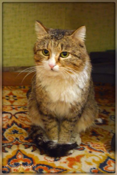 Лот: 7057528. Фото: 1. Кот Вихо. Кошки, котята