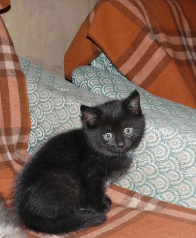 Лот: 4596592. Фото: 1. Отдадим котёнка в добрые руки. Кошки, котята