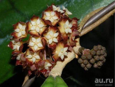 Лот: 9018447. Фото: 1. Хойя Hoya Callistophylla - черенок. Горшечные растения и комнатные цветы