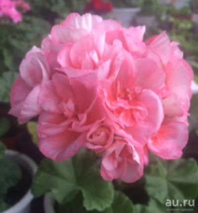 Лот: 15761932. Фото: 1. Пеларгония Bold Sunrise. Горшечные растения и комнатные цветы