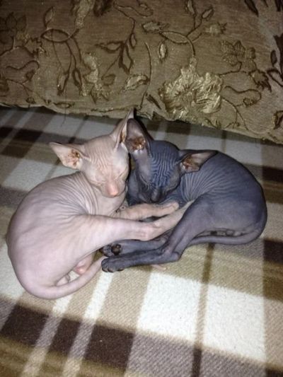 Лот: 3812243. Фото: 1. Котята канадского сфинкса. Кошки, котята