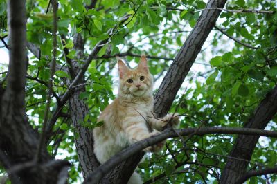 Лот: 17759500. Фото: 1. Котенок мейн кун. Кошки, котята