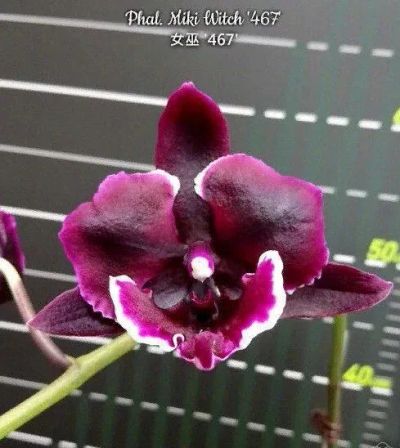 Лот: 20679003. Фото: 1. Орхидея сортовая сорт эксклюзив... Горшечные растения и комнатные цветы